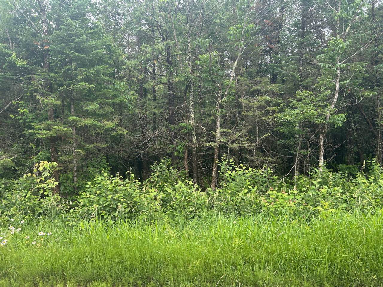 5 AC On. Worsech Rd - Photo 1