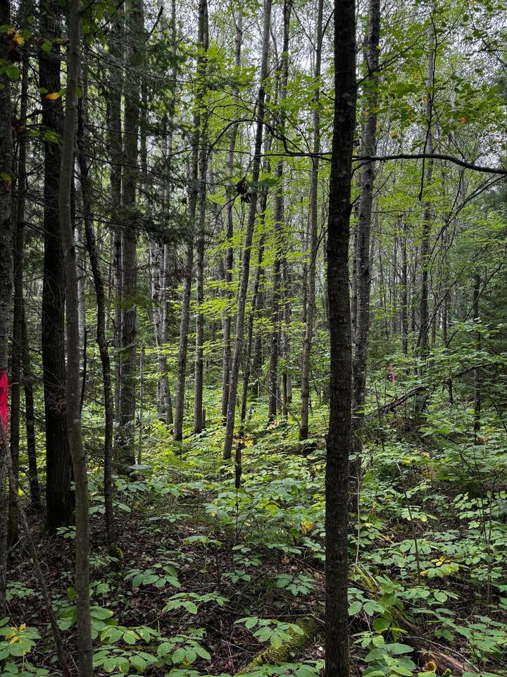 Pinelake Pine Lake Rd - Photo 1