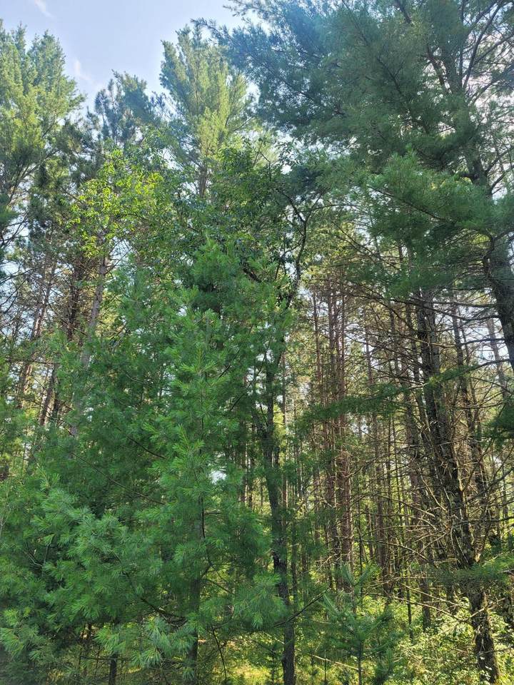 off Blue Lake Rd - Photo 1