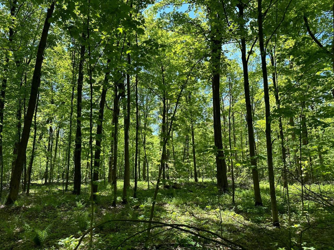 https://bt-photos.global.ssl.fastly.net/northwoods/1280_boomver_1_213659-2.jpg
