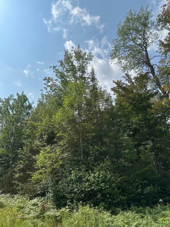 ON Malvern Fire Ln - Photo 1