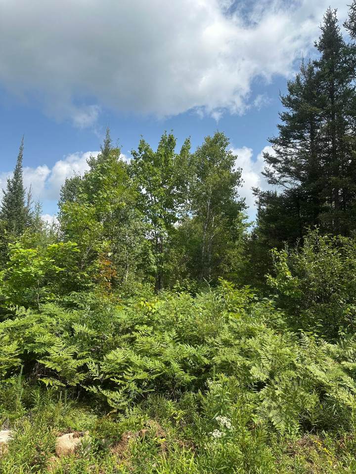 ON Malvern Fire Ln - Photo 1