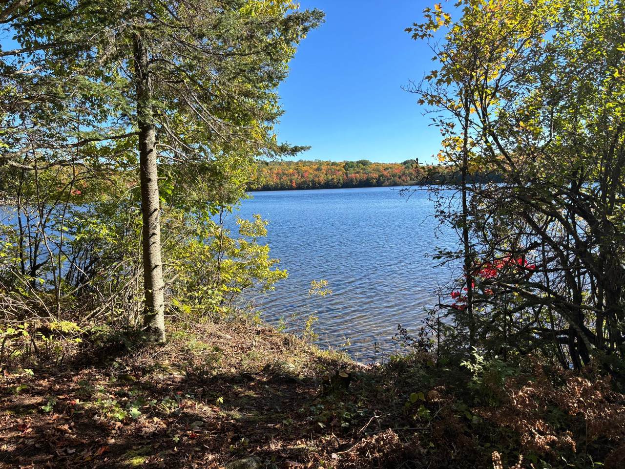 5 acres Retriever Ln - Photo 1