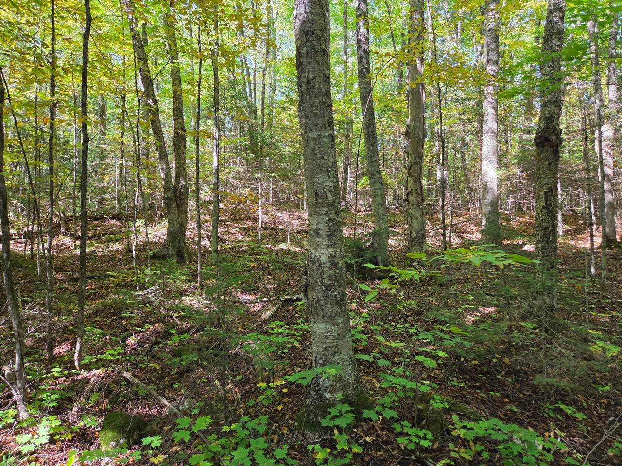 https://bt-photos.global.ssl.fastly.net/northwoods/1280_boomver_1_214513-2.jpg