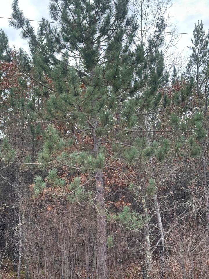 Lot 10 Cth Y - Photo 1