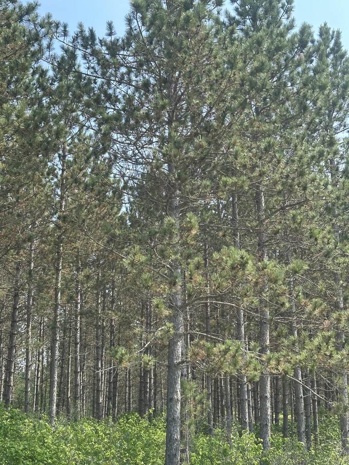 ON Burrows Lake Rd - Photo 1