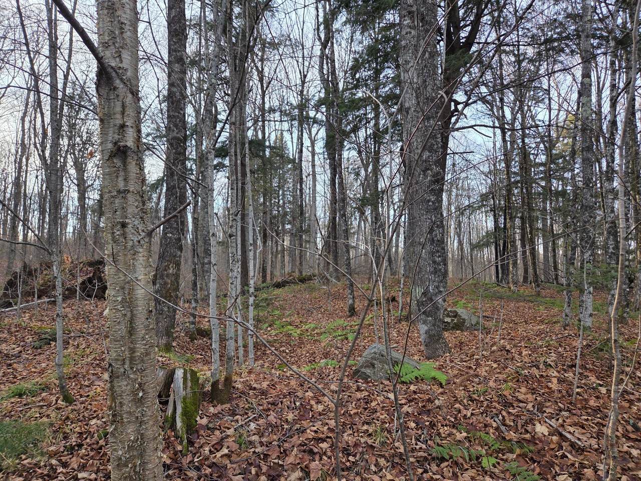 OFF Forest Road 3979 - Photo 1