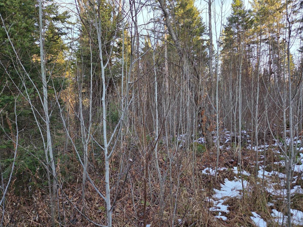 https://bt-photos.global.ssl.fastly.net/northwoods/1280_boomver_1_215069-2.jpg