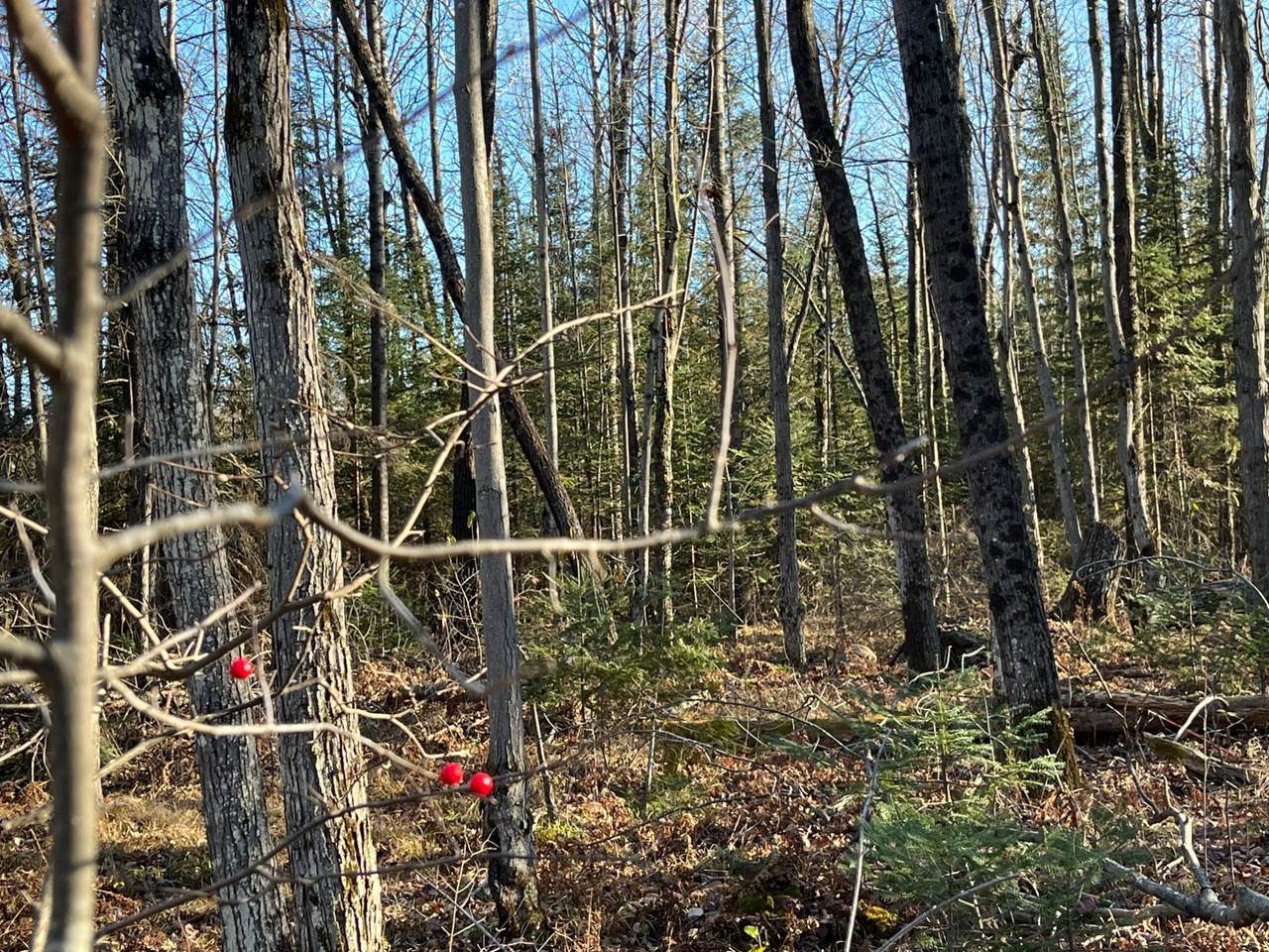 https://bt-photos.global.ssl.fastly.net/northwoods/1280_boomver_1_215106-2.jpg