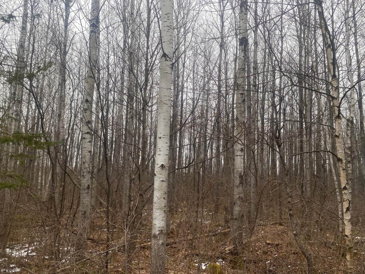 https://bt-photos.global.ssl.fastly.net/northwoods/1280_boomver_1_215681-2.jpg