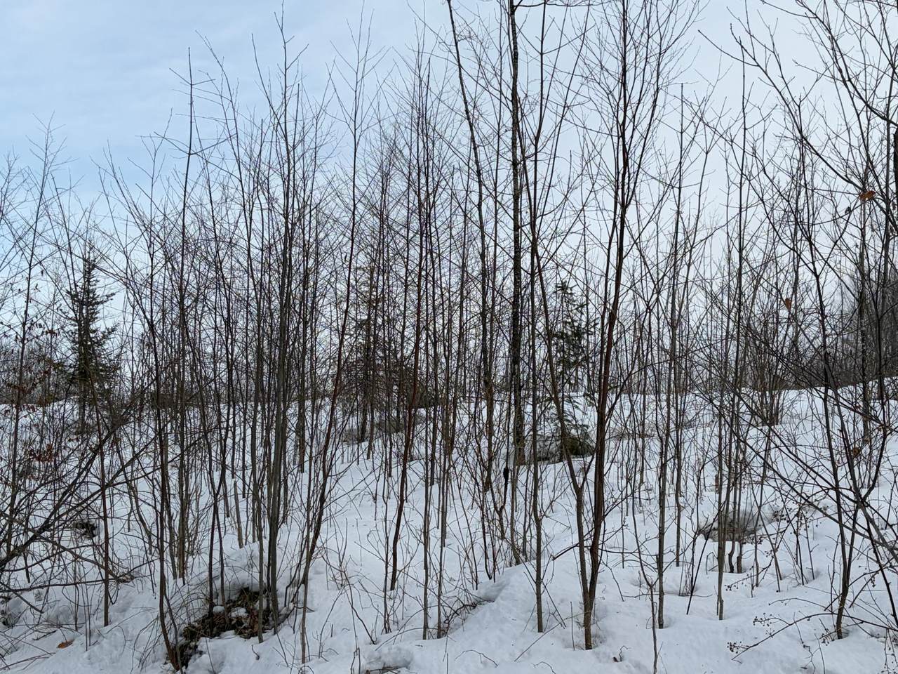https://bt-photos.global.ssl.fastly.net/northwoods/1280_boomver_1_215956-2.jpg