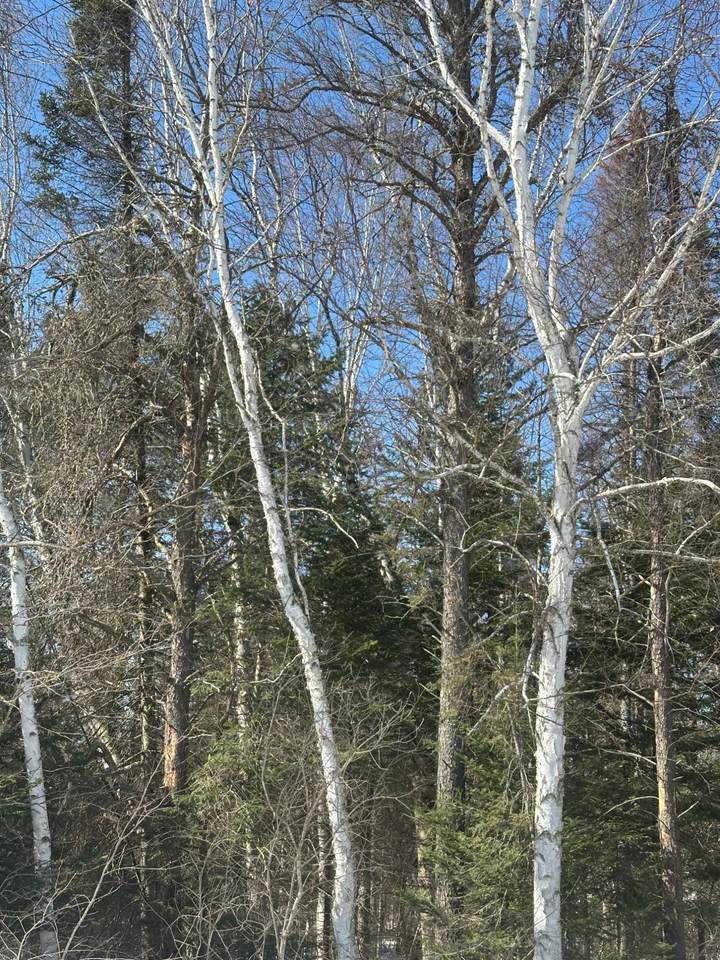 ON Burrows Lake Rd - Photo 1