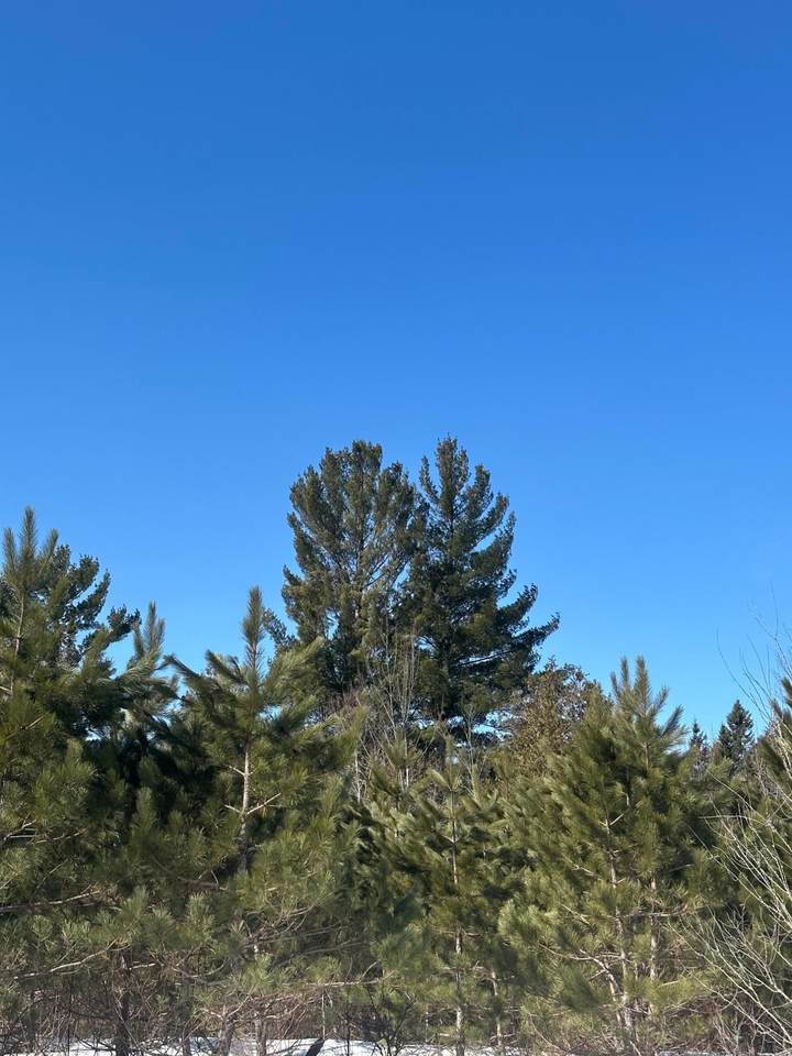 ON Burrows Lake Rd - Photo 1