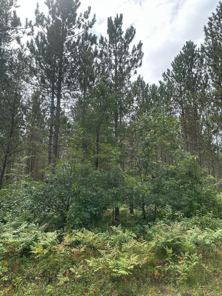 ON Lee Rd - Photo 1
