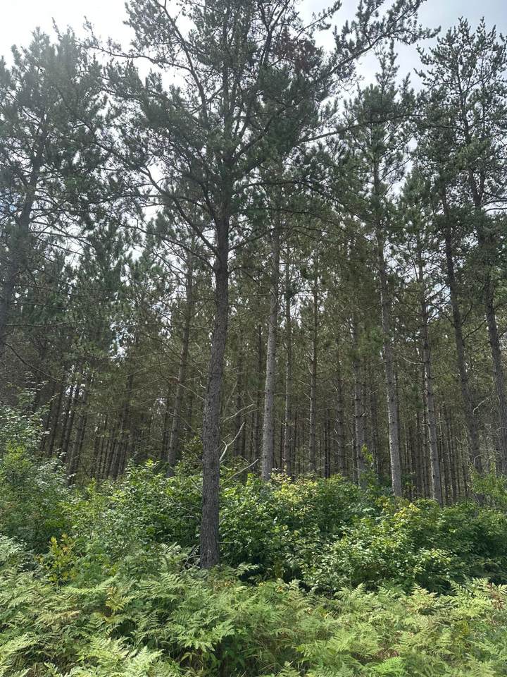 ON Lee Rd - Photo 1