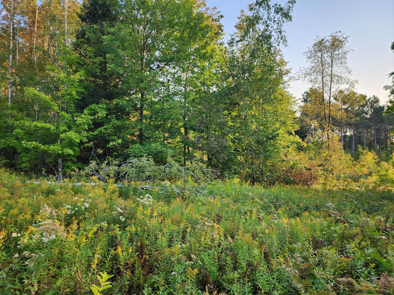 10 ac ON Sipple Rd - Photo 1