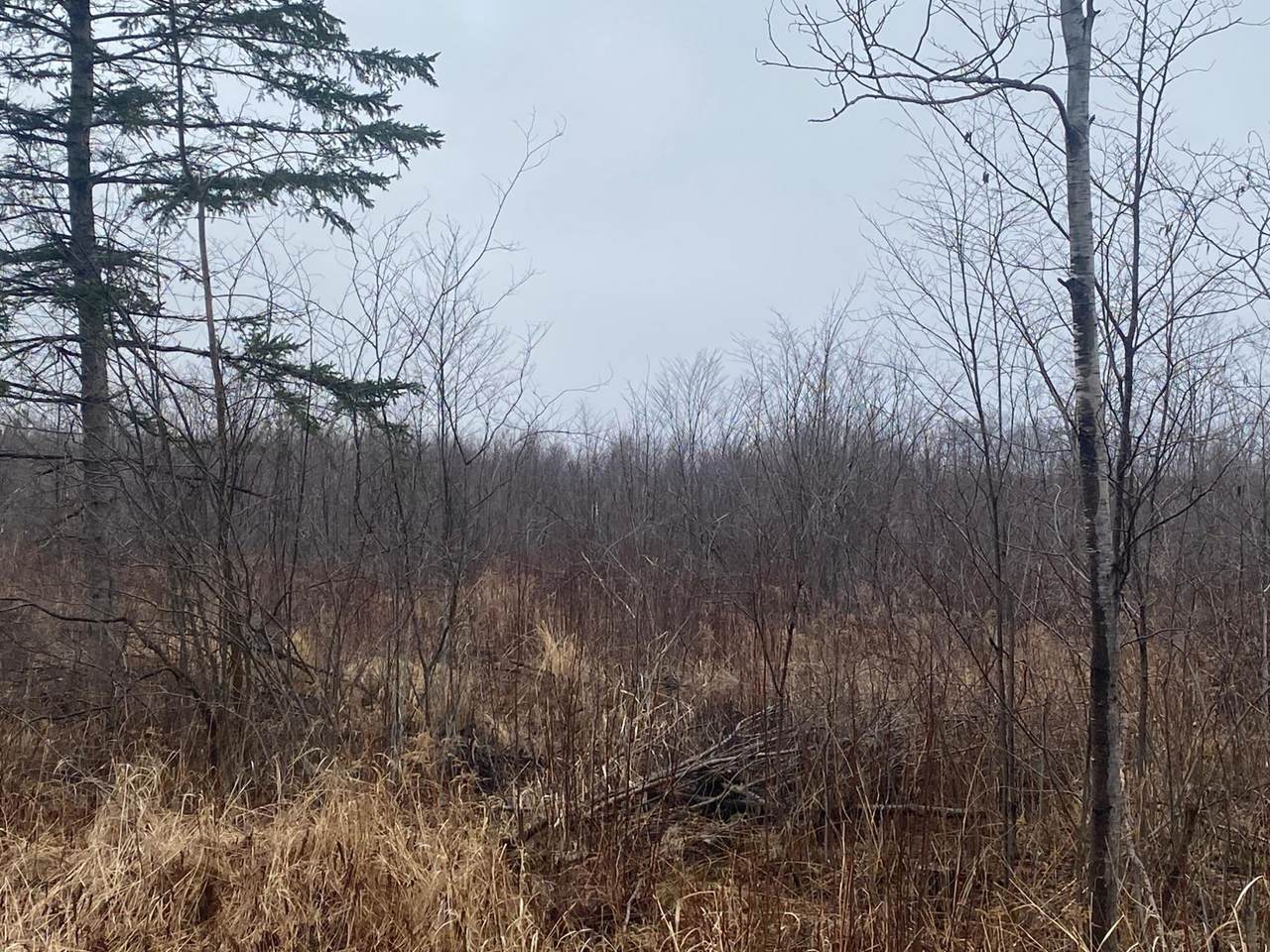 ON Shauger Rd - Photo 1
