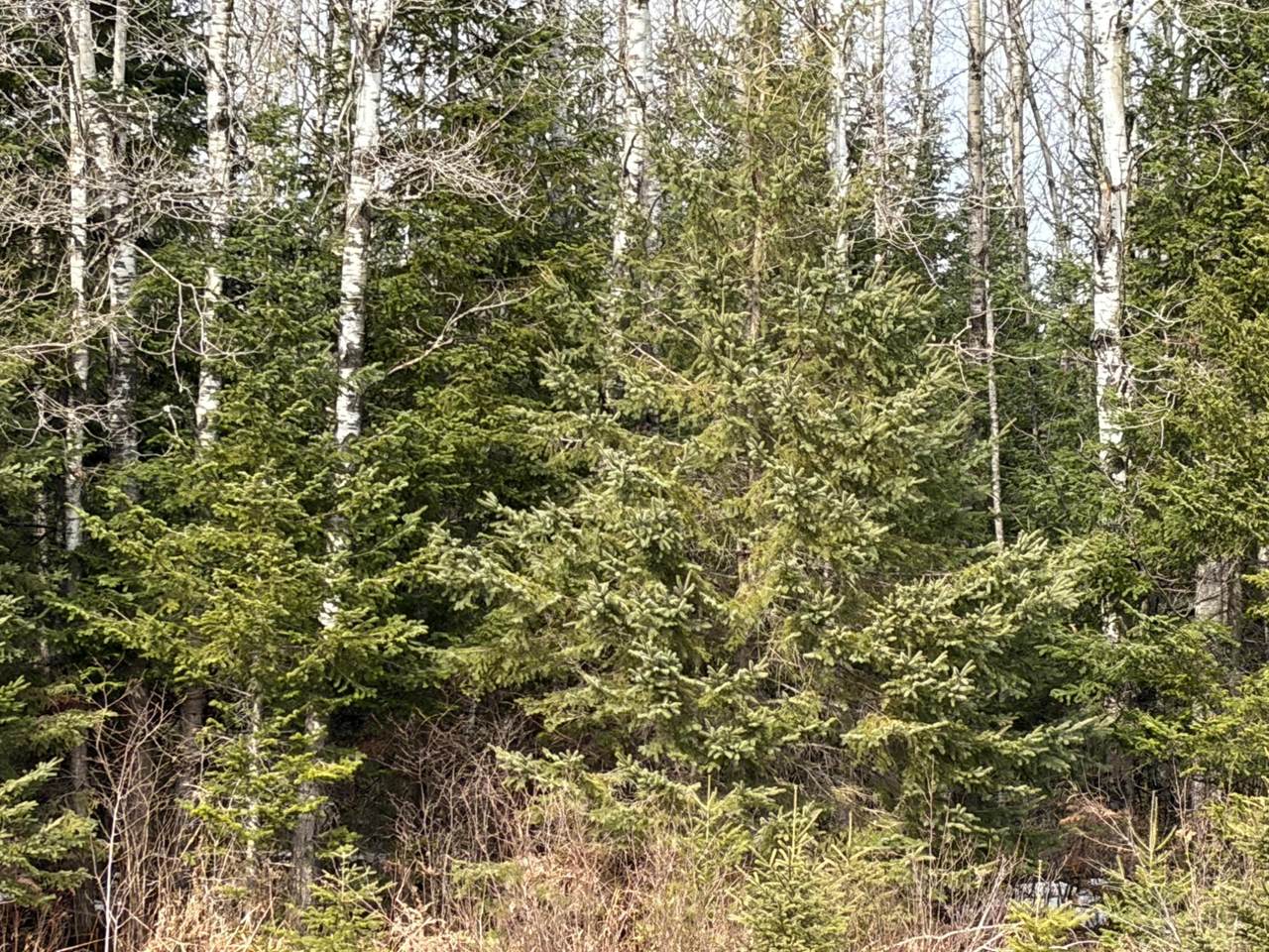 https://bt-photos.global.ssl.fastly.net/northwoods/1280_boomver_1_216291-2.jpg