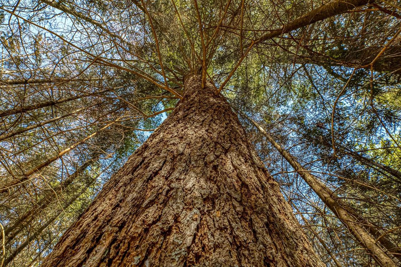 https://bt-photos.global.ssl.fastly.net/northwoods/1280_boomver_1_216444-2.jpg