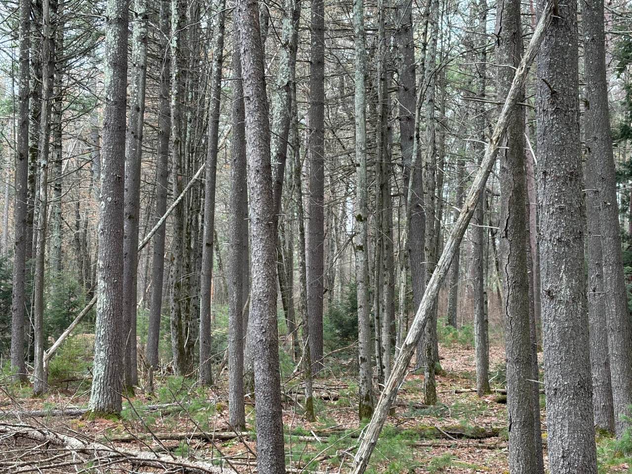 https://bt-photos.global.ssl.fastly.net/northwoods/1280_boomver_1_216704-2.jpg