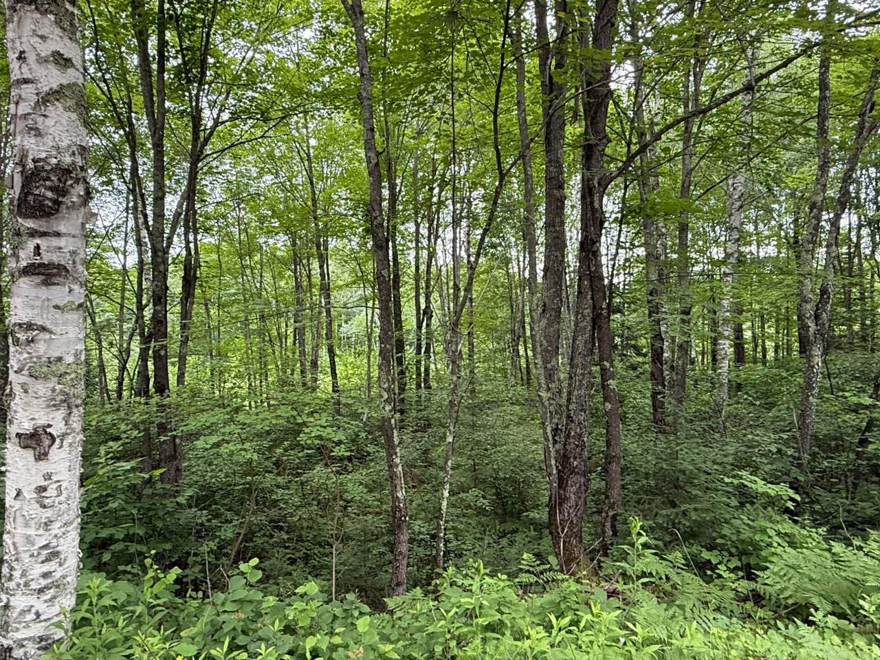 https://bt-photos.global.ssl.fastly.net/northwoods/1280_boomver_1_216748-2.jpg