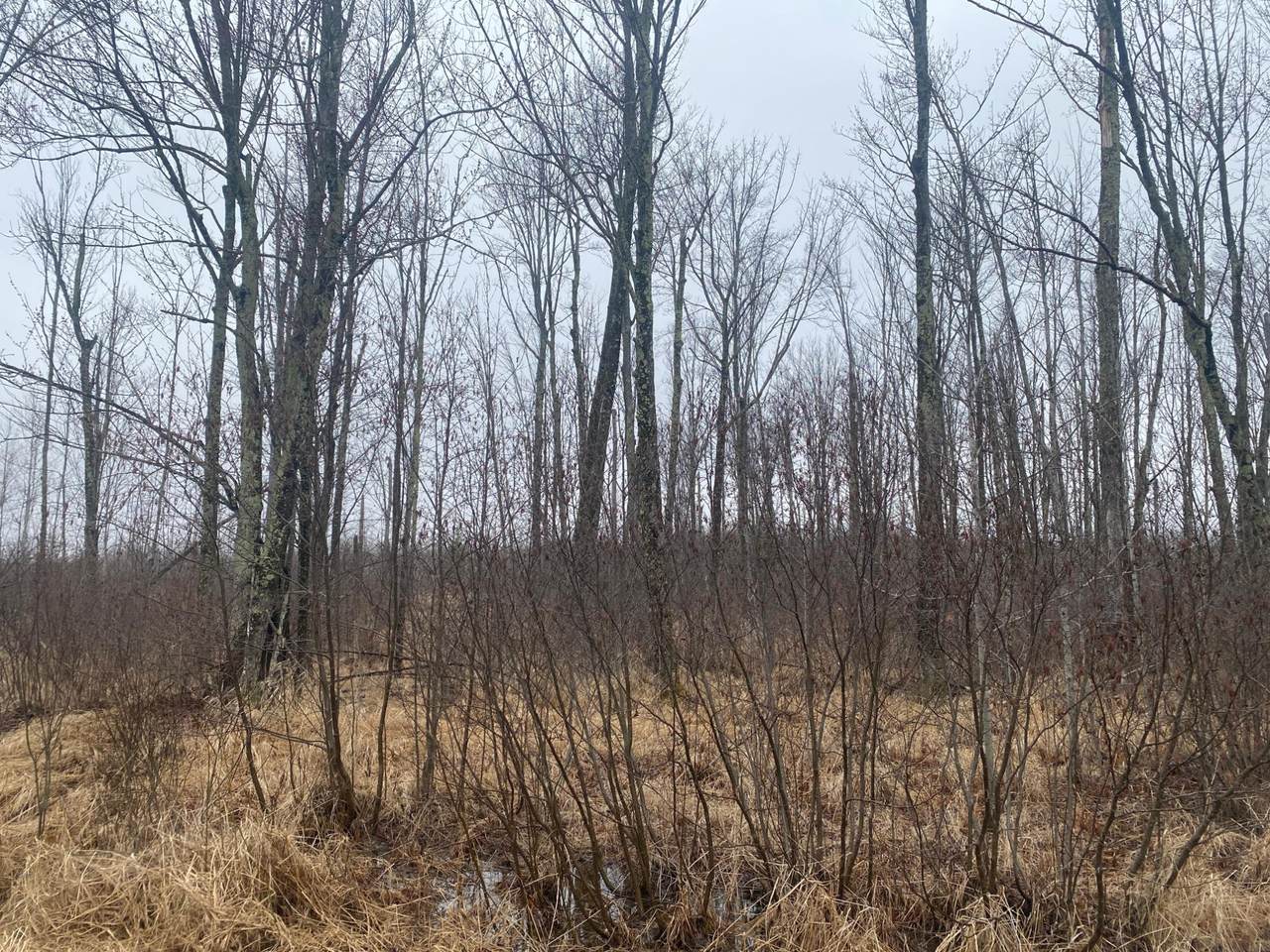 ON Shauger Rd - Photo 1
