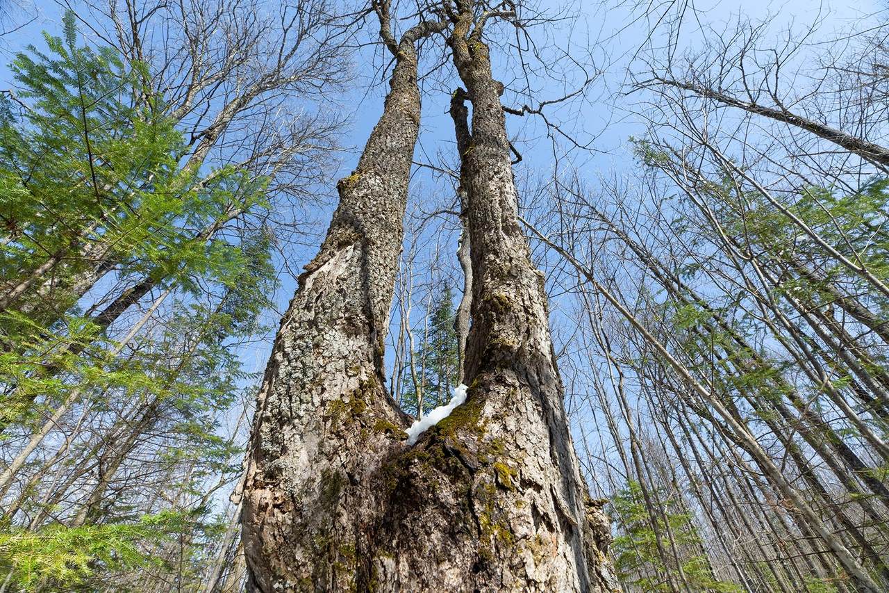 https://bt-photos.global.ssl.fastly.net/northwoods/1280_boomver_1_216906-2.jpg