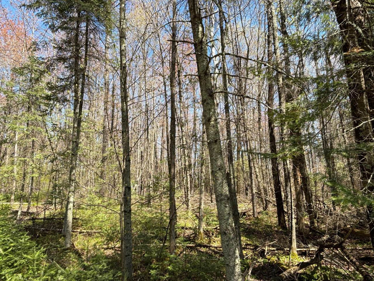 https://bt-photos.global.ssl.fastly.net/northwoods/1280_boomver_1_217027-2.jpg