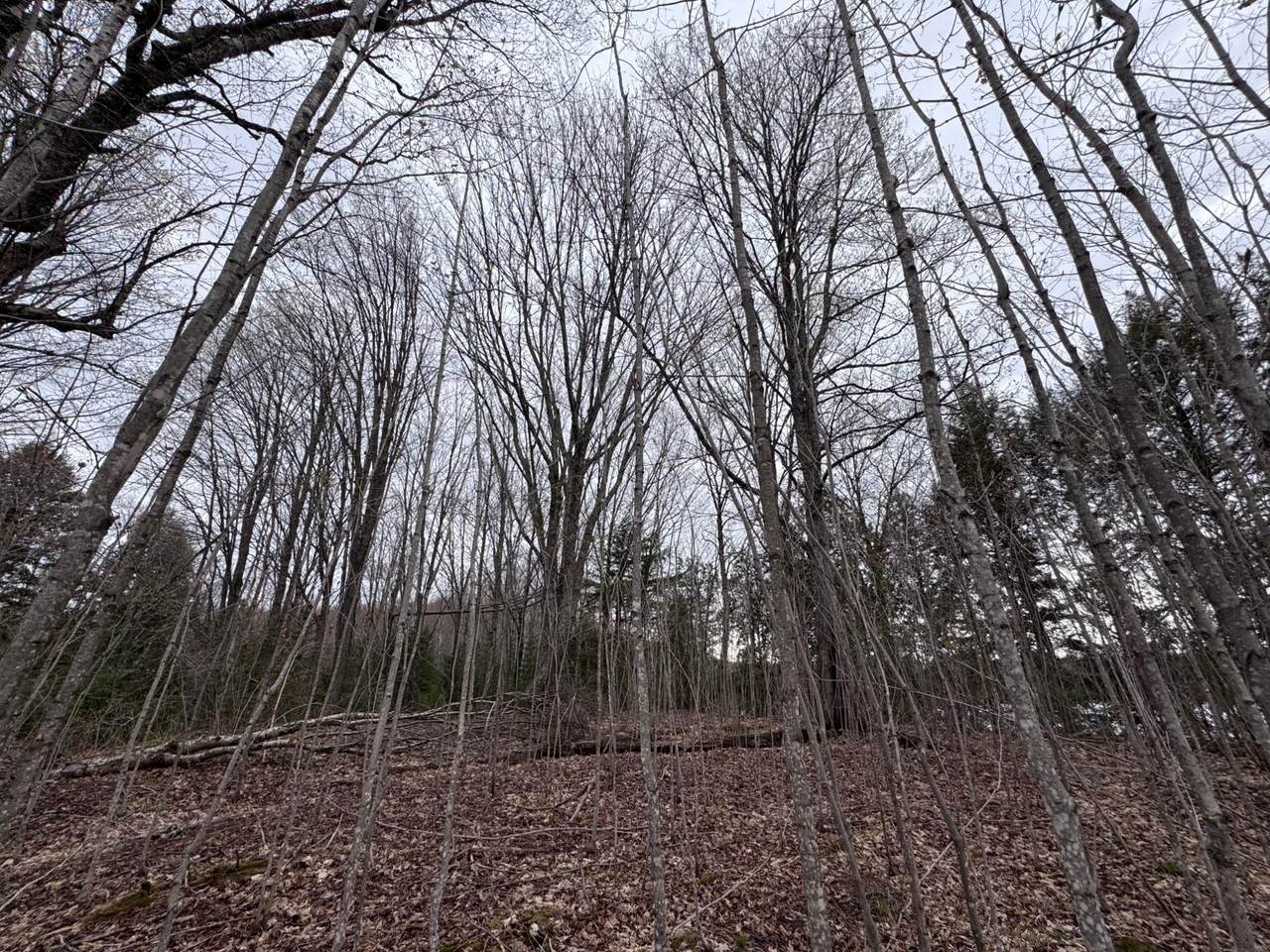 https://bt-photos.global.ssl.fastly.net/northwoods/1280_boomver_1_217137-2.jpg