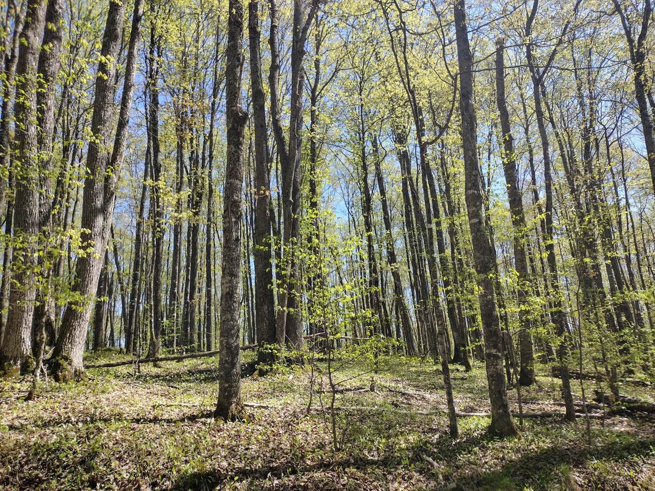 https://bt-photos.global.ssl.fastly.net/northwoods/1280_boomver_1_217274-2.jpg