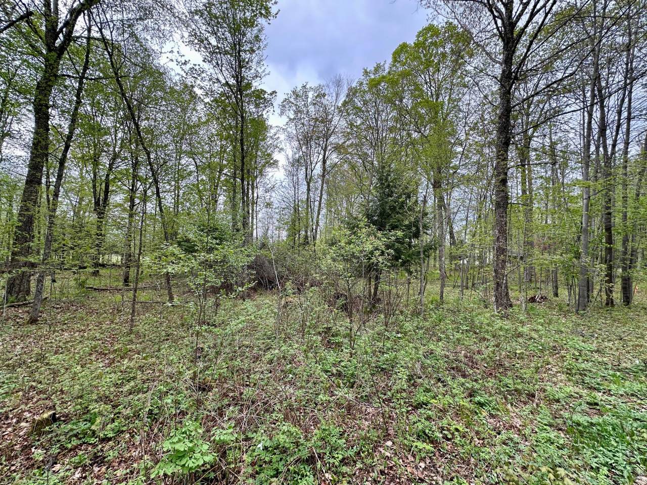 Lot 61 Chip N Dale Dr - Photo 1