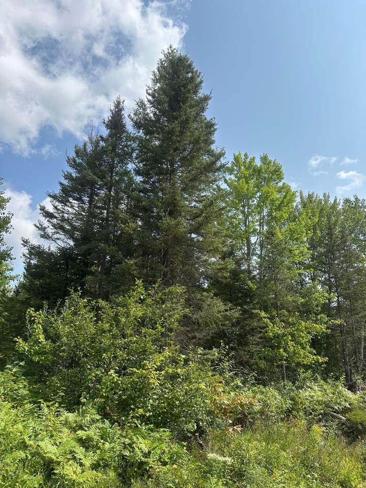 https://bt-photos.global.ssl.fastly.net/northwoods/1280_boomver_1_217345-2.jpg