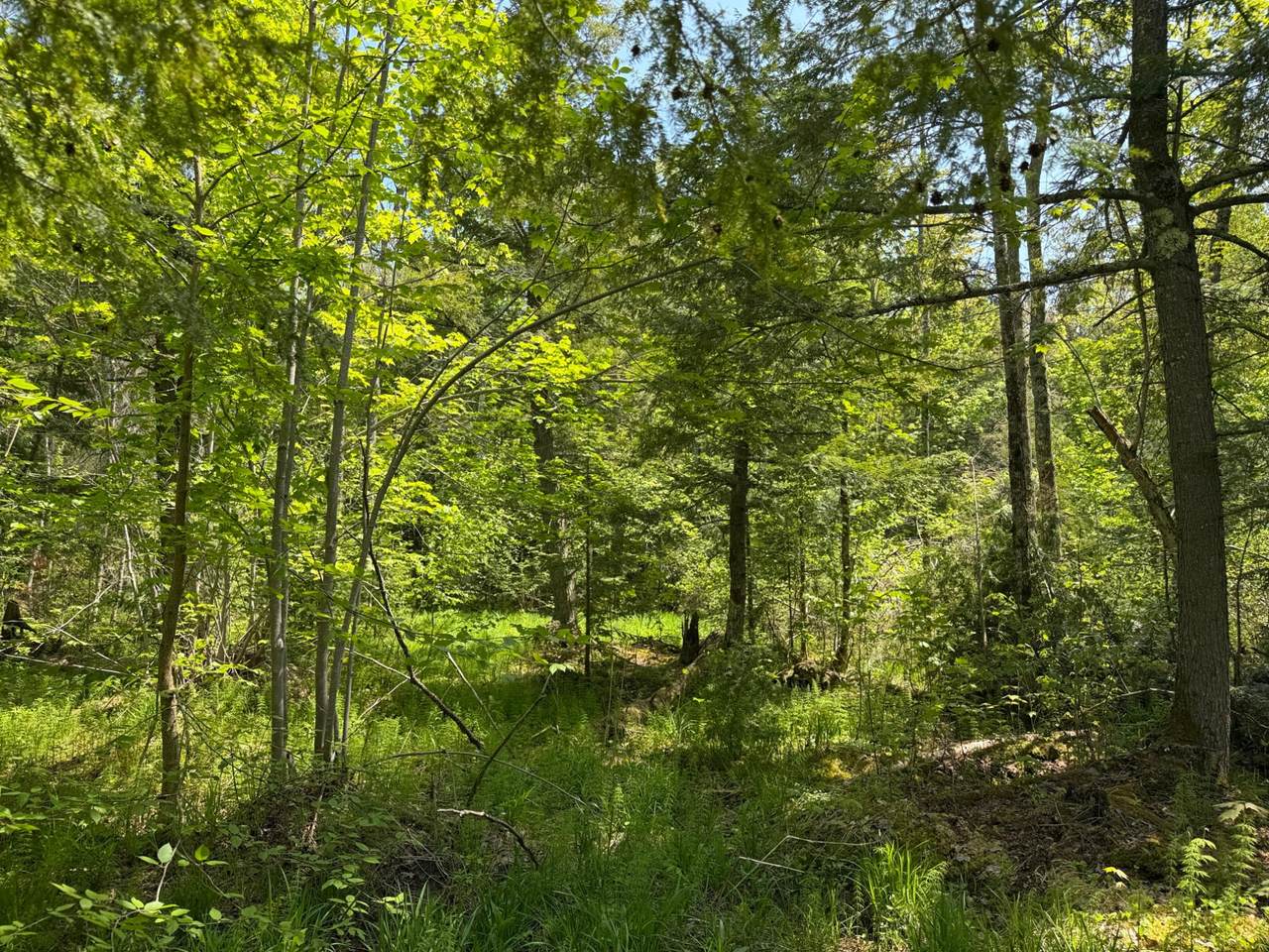 https://bt-photos.global.ssl.fastly.net/northwoods/1280_boomver_1_217416-2.jpg