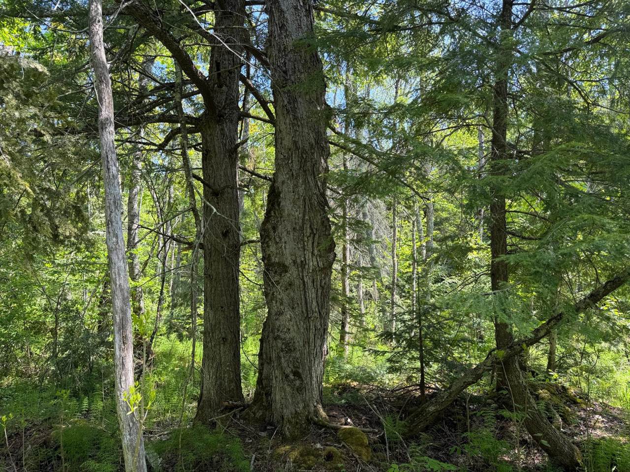 https://bt-photos.global.ssl.fastly.net/northwoods/1280_boomver_1_217416-2.jpg