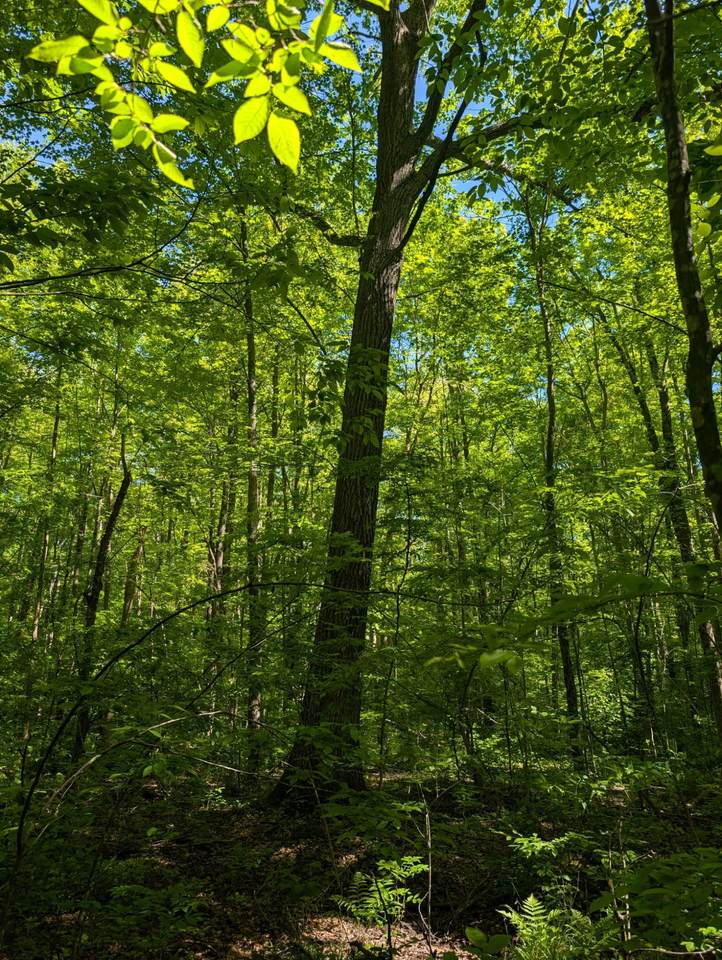 https://bt-photos.global.ssl.fastly.net/northwoods/1280_boomver_1_217442-2.jpg