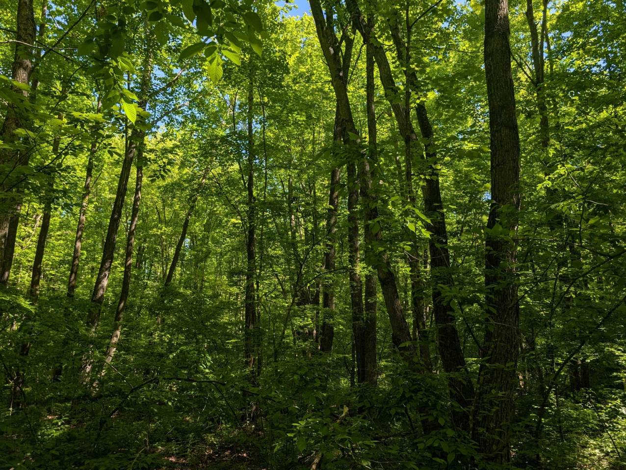 https://bt-photos.global.ssl.fastly.net/northwoods/1280_boomver_1_217442-2.jpg