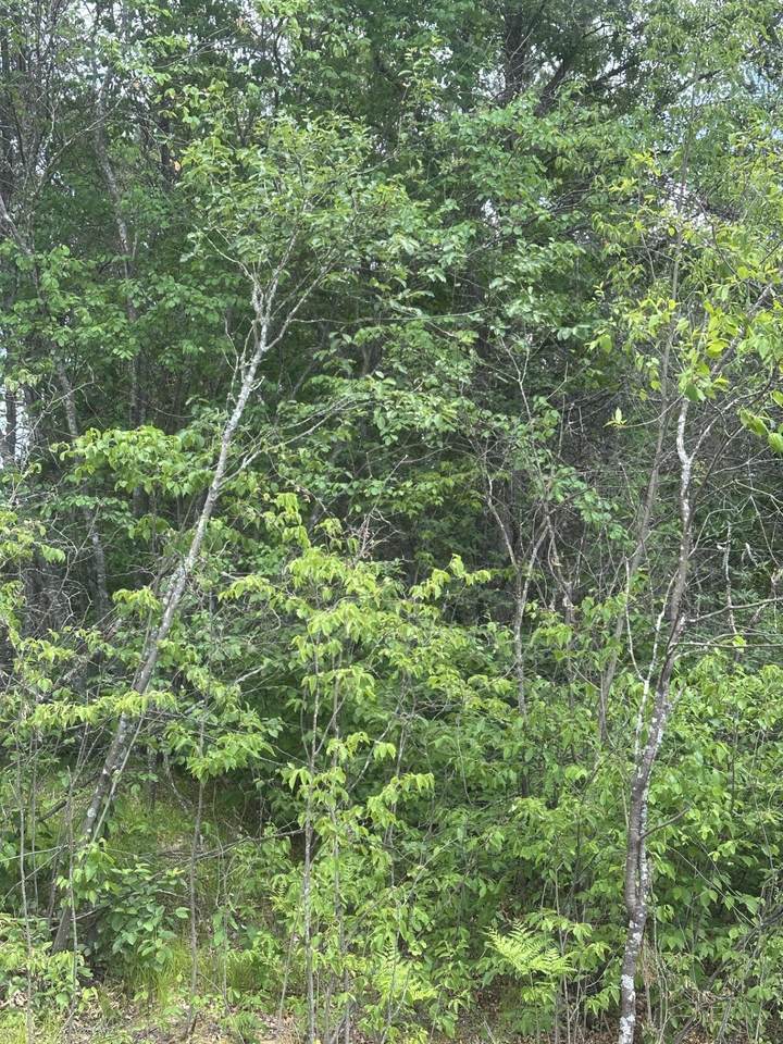 NEAR Cth Y - Photo 1