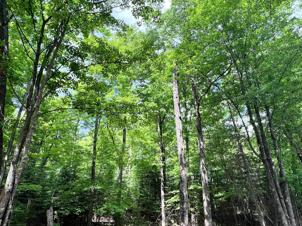 Lot 32 White Pine Loop - Photo 1
