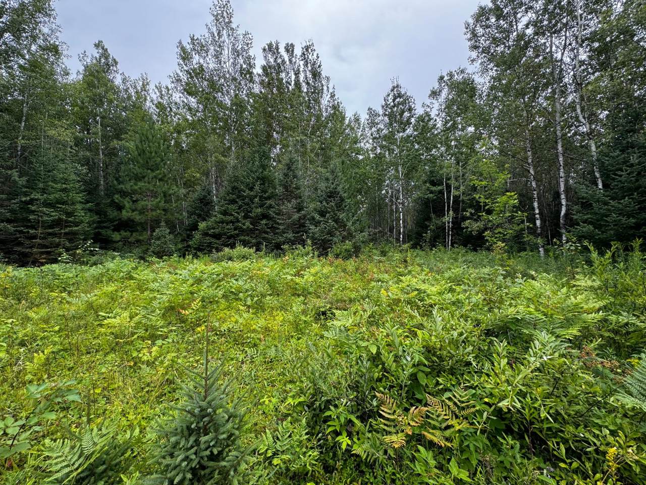 https://bt-photos.global.ssl.fastly.net/northwoods/1280_boomver_1_217766-2.jpg