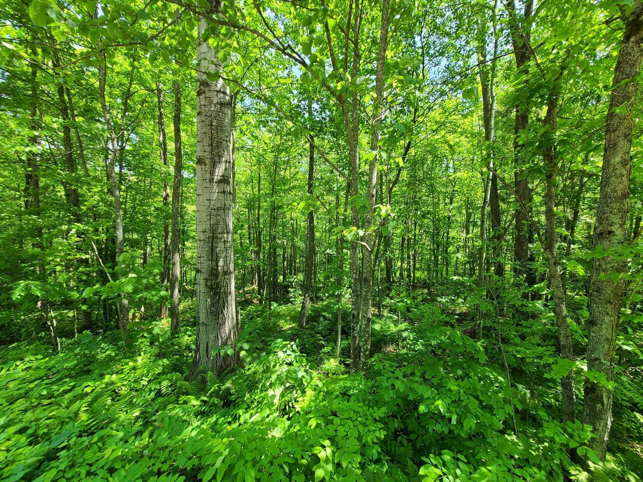 https://bt-photos.global.ssl.fastly.net/northwoods/1280_boomver_1_217779-2.jpg