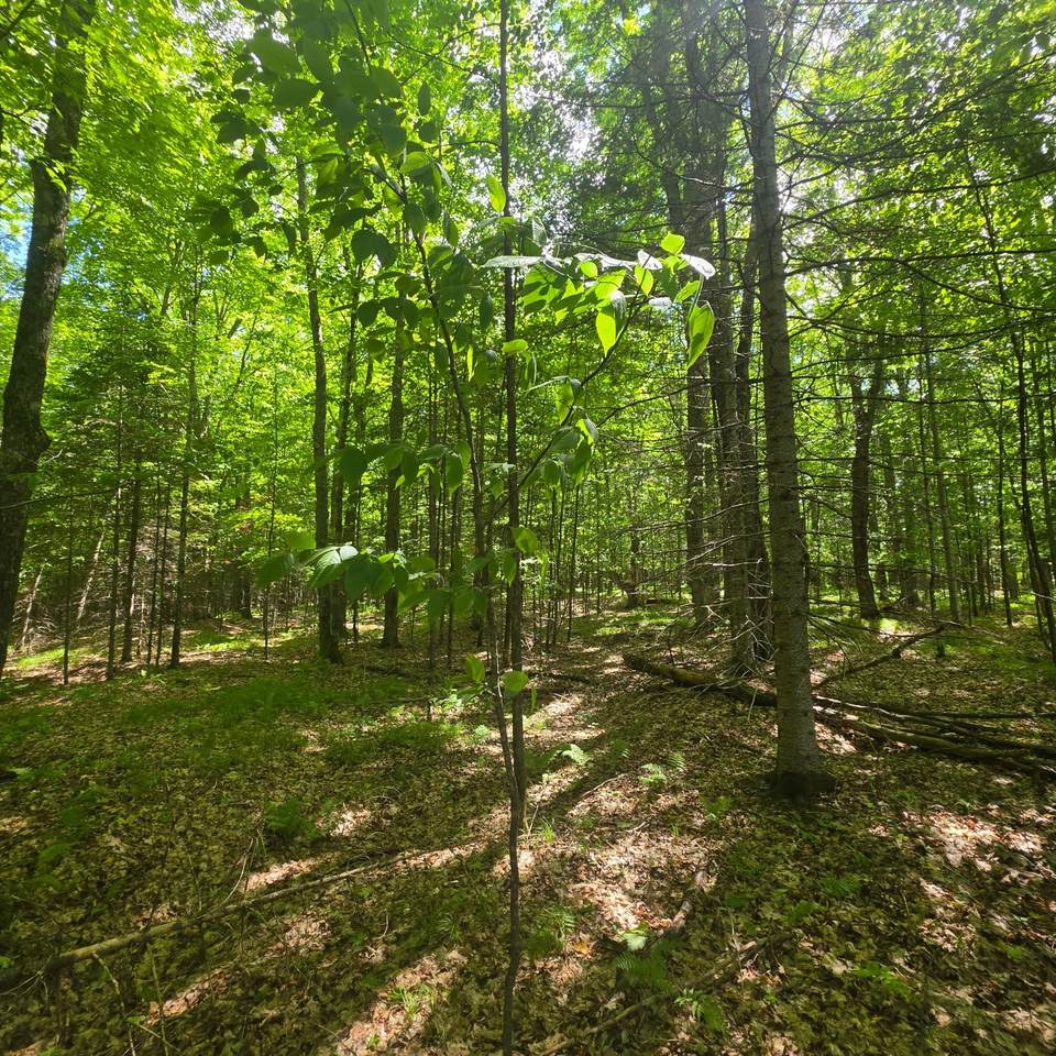 https://bt-photos.global.ssl.fastly.net/northwoods/1280_boomver_1_217837-2.jpg