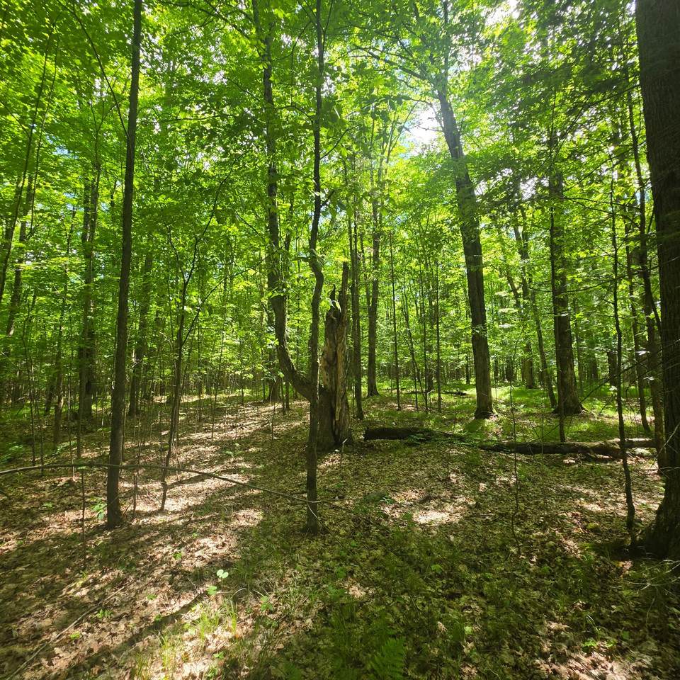 https://bt-photos.global.ssl.fastly.net/northwoods/1280_boomver_1_217837-2.jpg