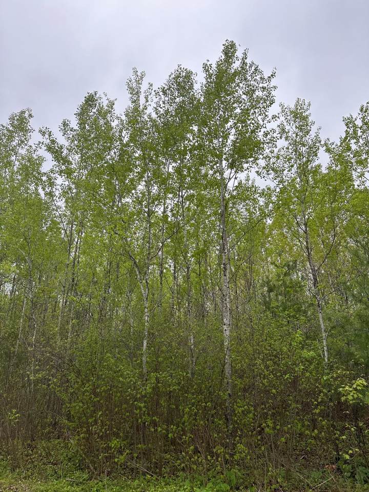 ON Burrows Lake Rd - Photo 1