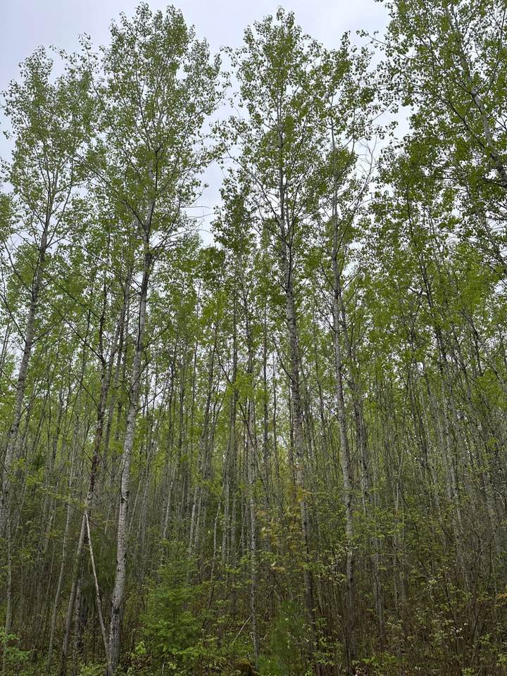ON Burrows Lake Rd - Photo 1