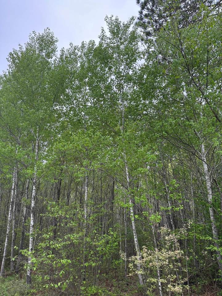 ON Burrows Lake Rd - Photo 1