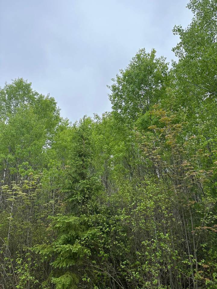 ON Burrows Lake Rd - Photo 1
