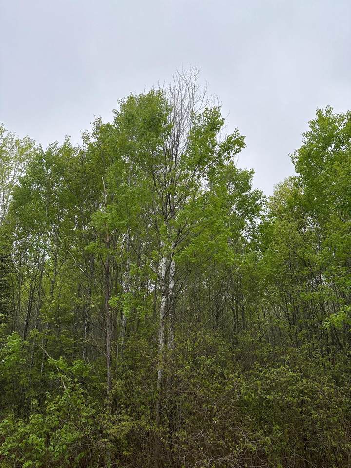 ON Burrows Lake Rd - Photo 1