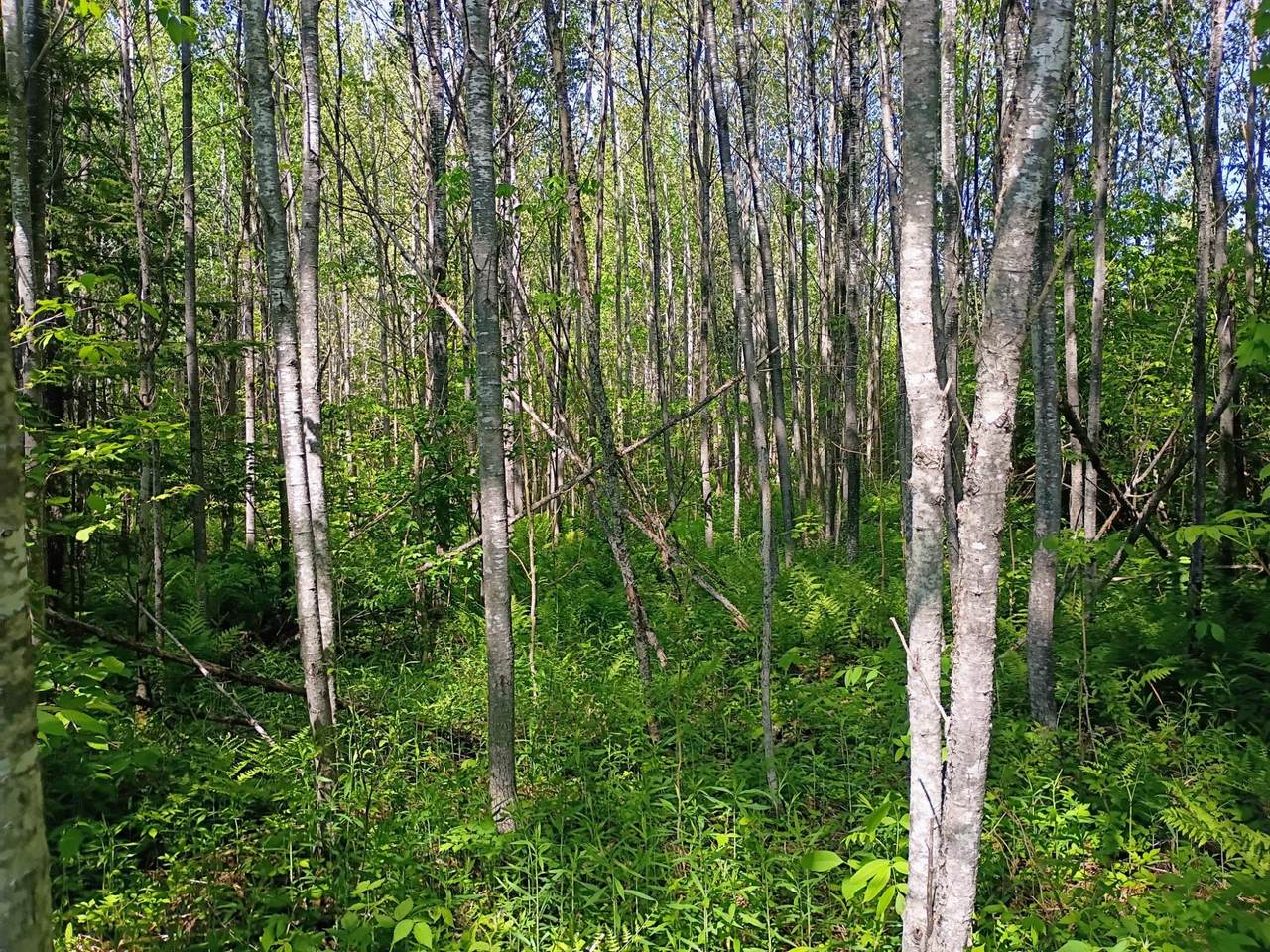 https://bt-photos.global.ssl.fastly.net/northwoods/1280_boomver_1_217925-2.jpg