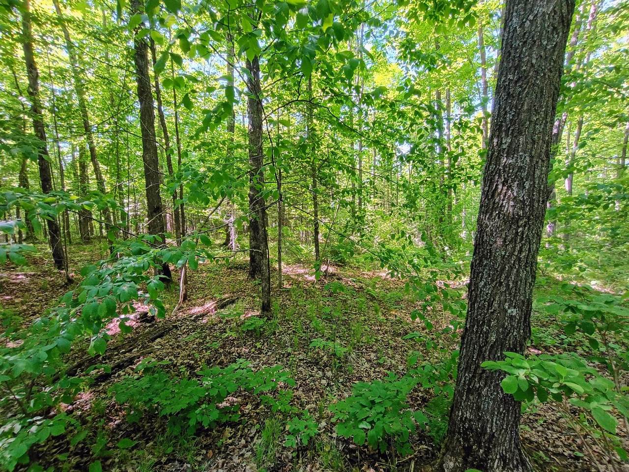https://bt-photos.global.ssl.fastly.net/northwoods/1280_boomver_1_217926-2.jpg