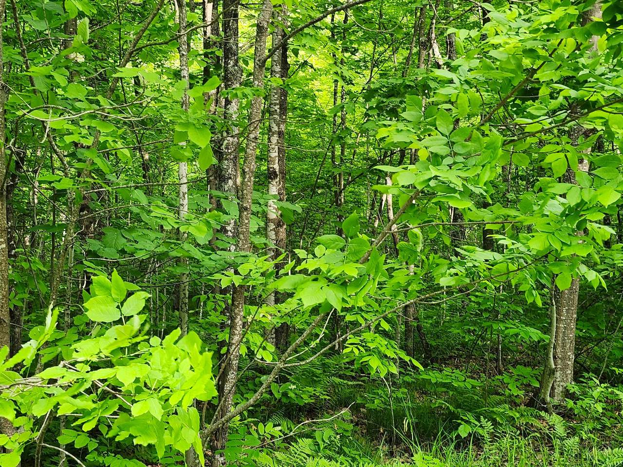 https://bt-photos.global.ssl.fastly.net/northwoods/1280_boomver_1_217939-2.jpg